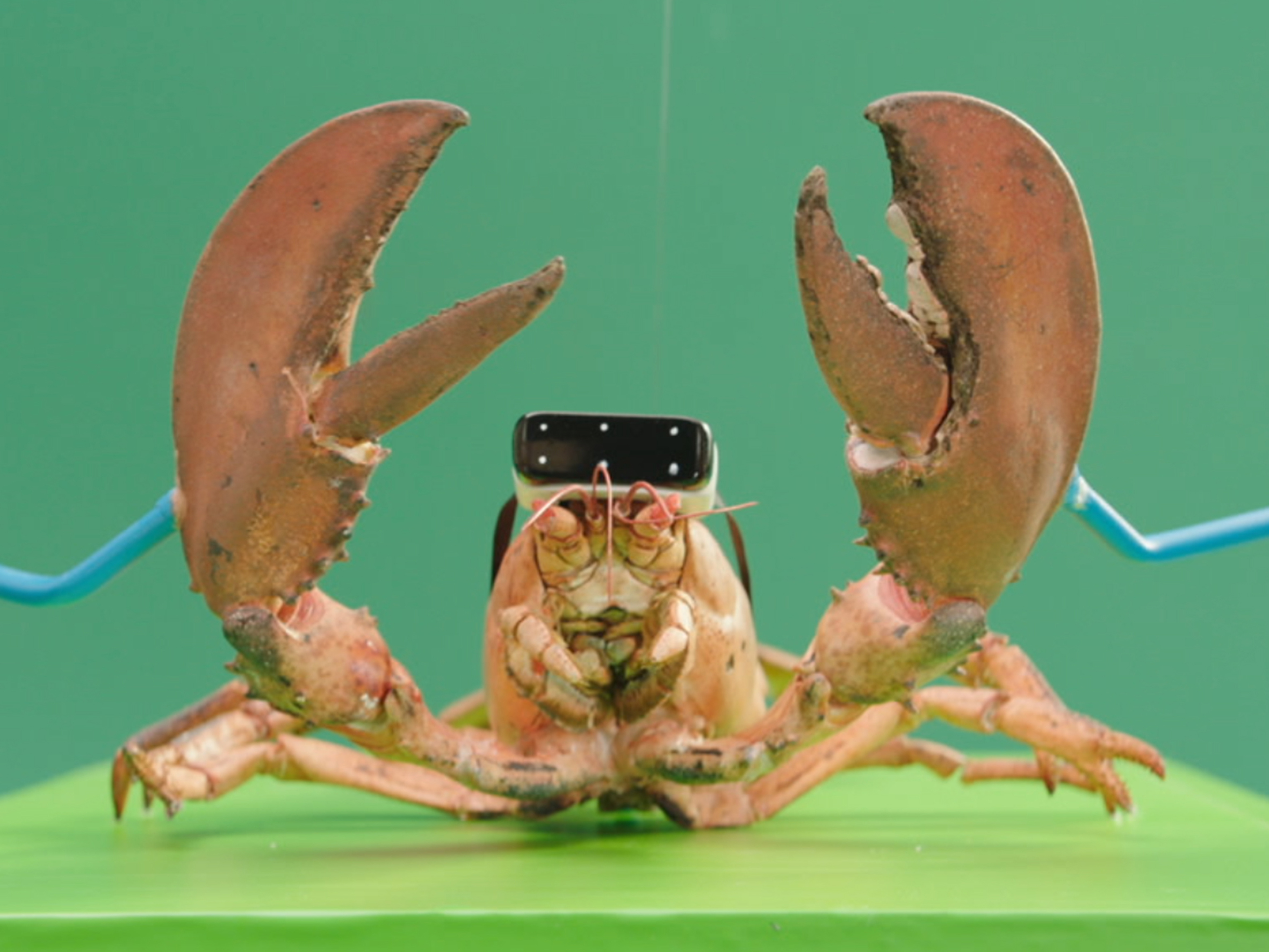 TELE2 Lobster